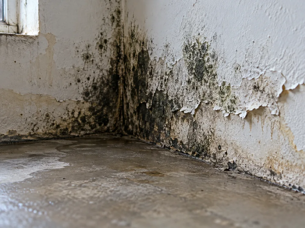 Sealed containment doorway with negative air equipment and a technician HEPA vacuuming exposed wall studs